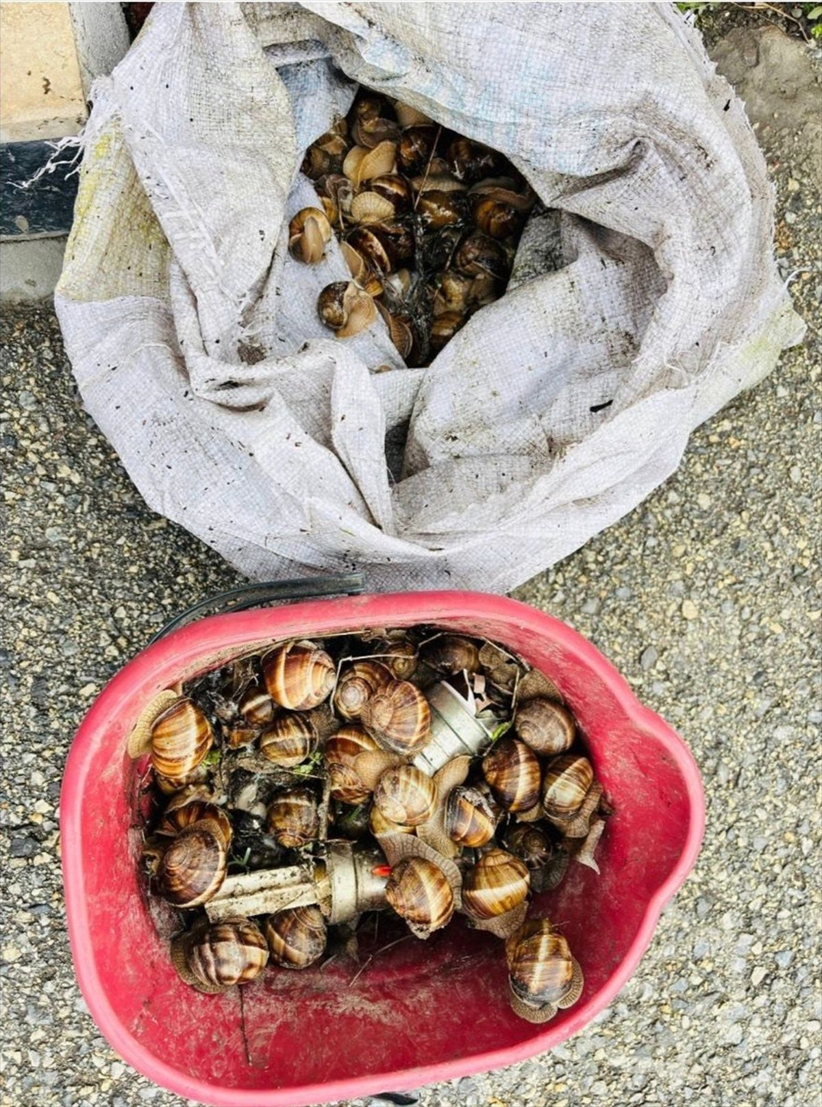 Yeniçağa\'da İzinsiz Salyangoz Toplayan Kişiye Ceza