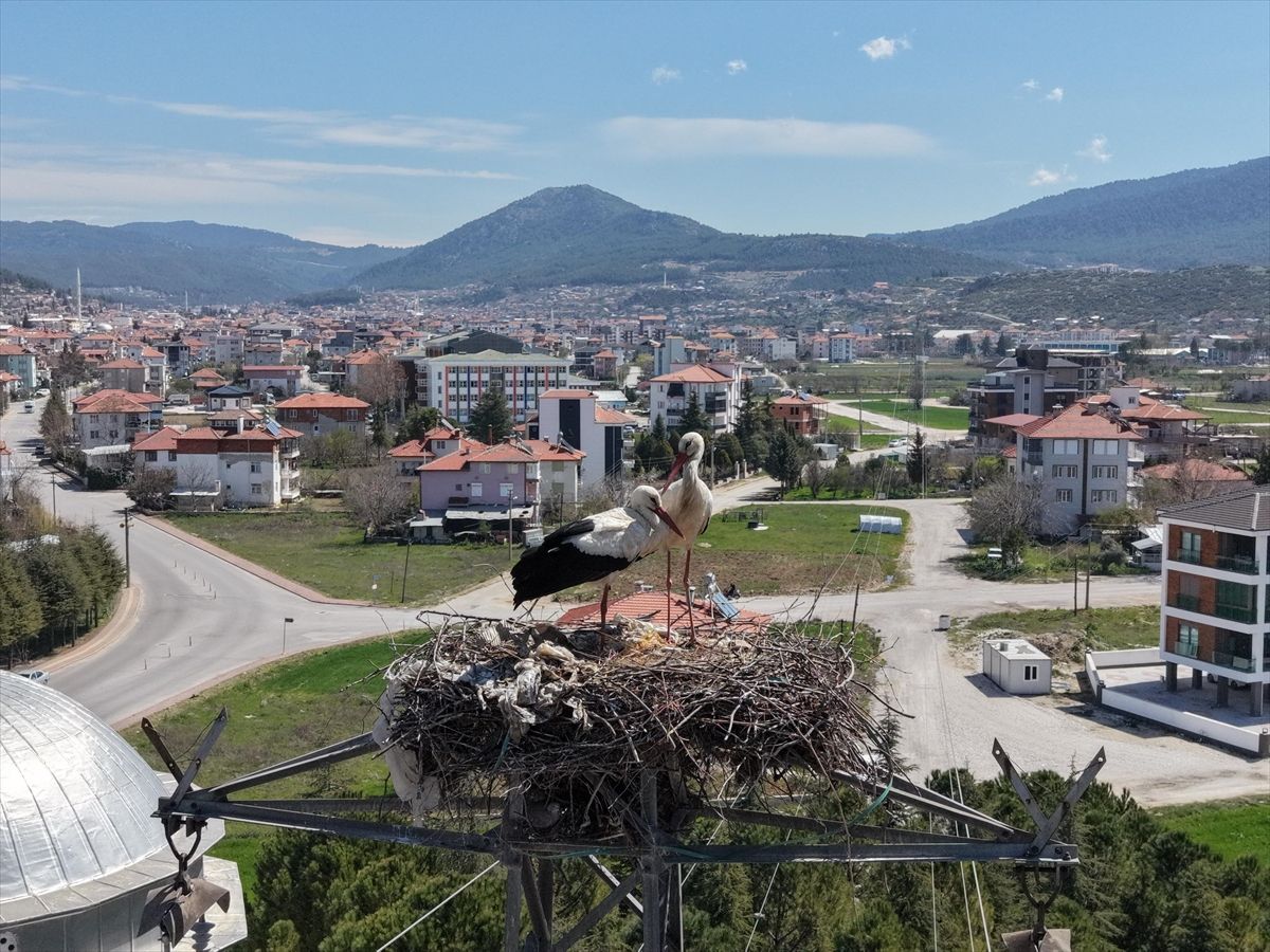 Bucak\'ta Leylekler 30 Yıldır Aynı Yuvada