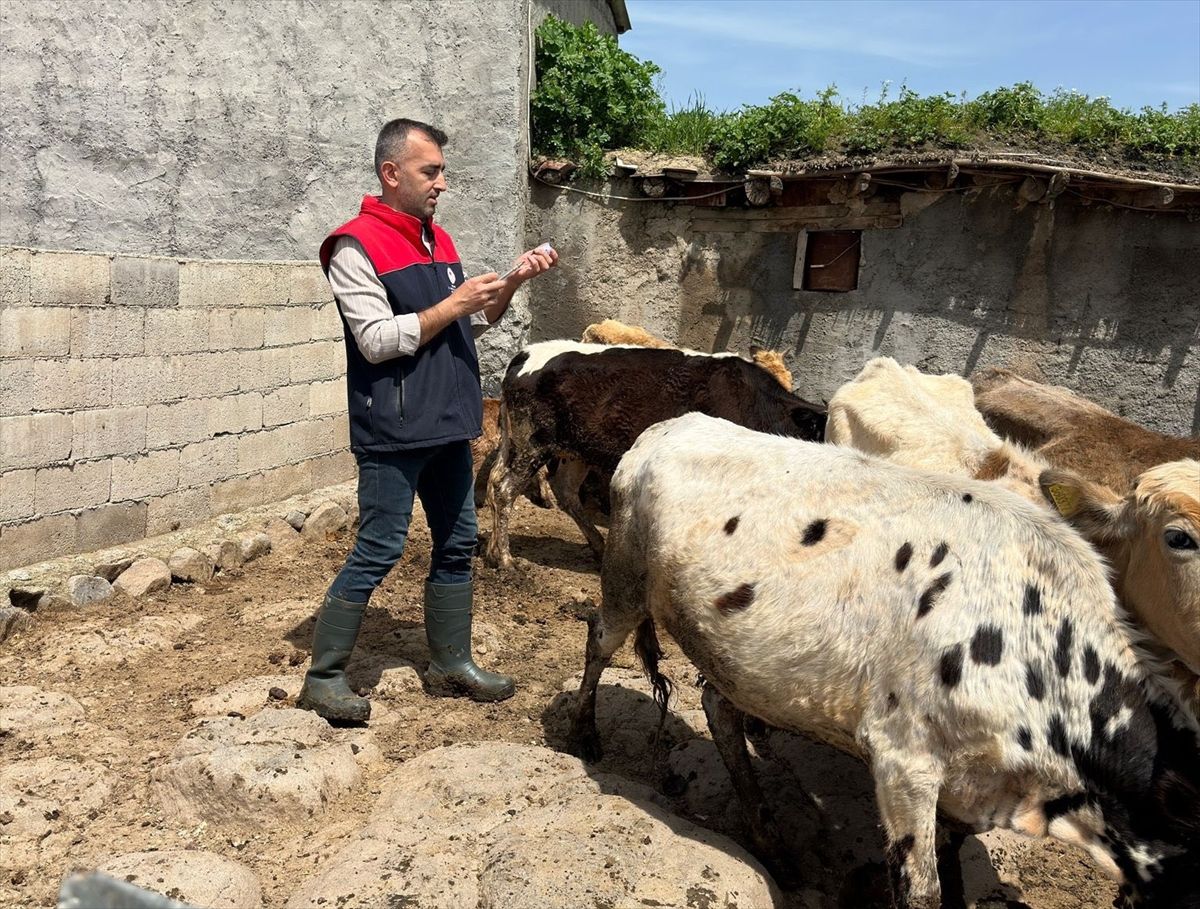 Cizre\'de Küpeleme ve Aşılama Çalışmaları