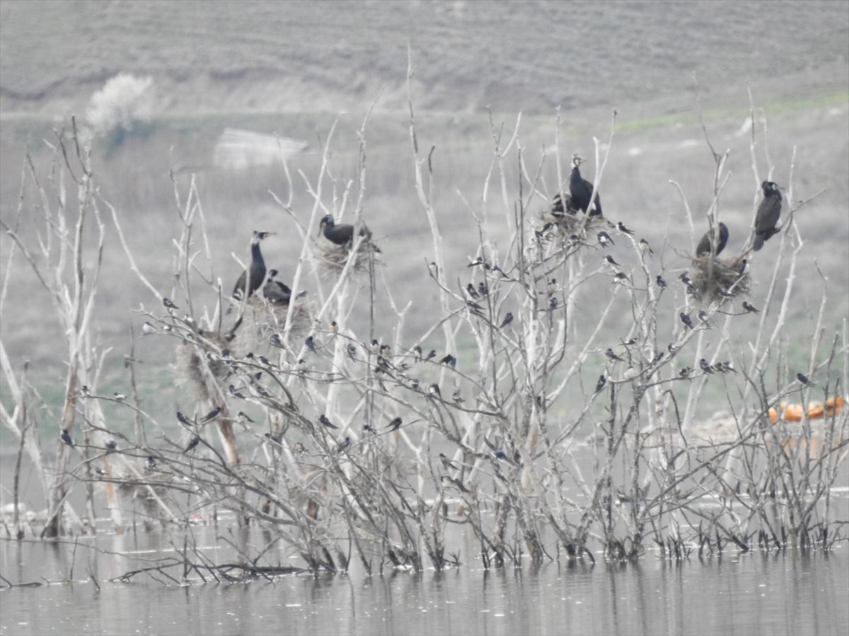 Koyunbaba Göleti\'nde Kuş Hareketliliği
