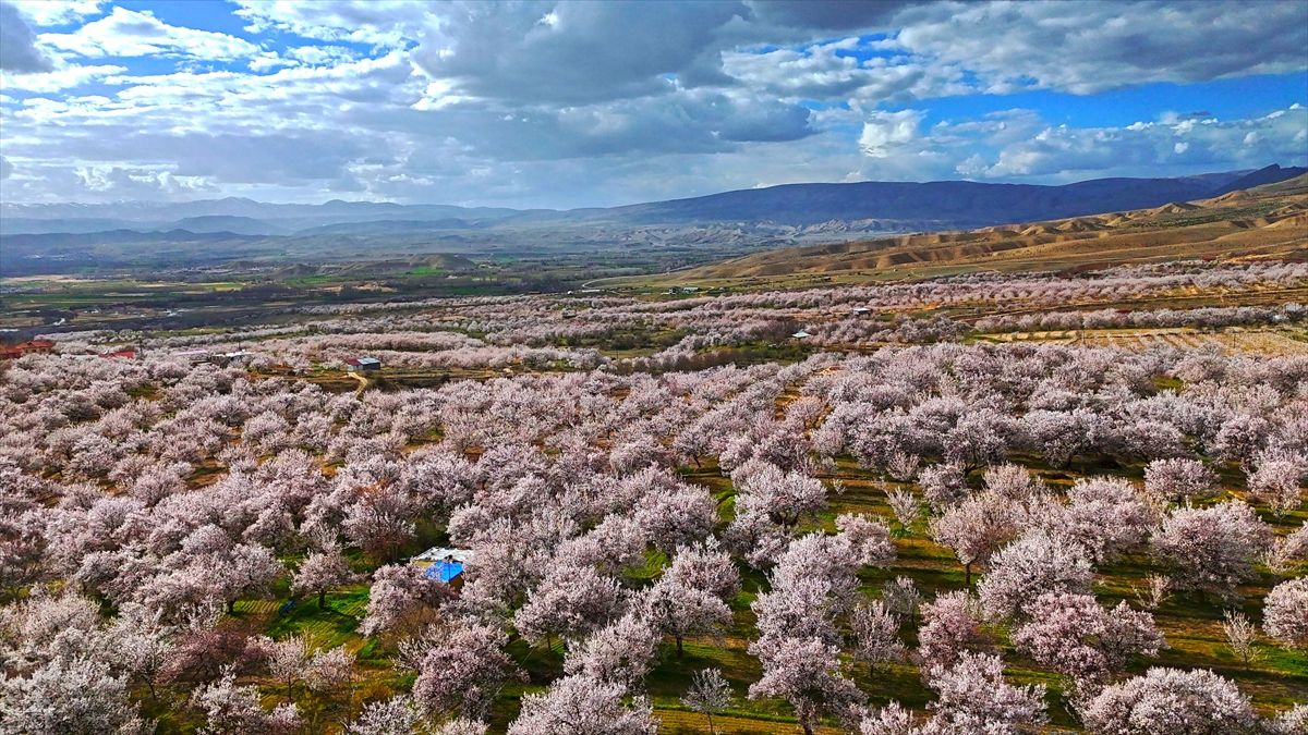 Darende\'de Kayısı Bahçeleri Çiçek Açtı