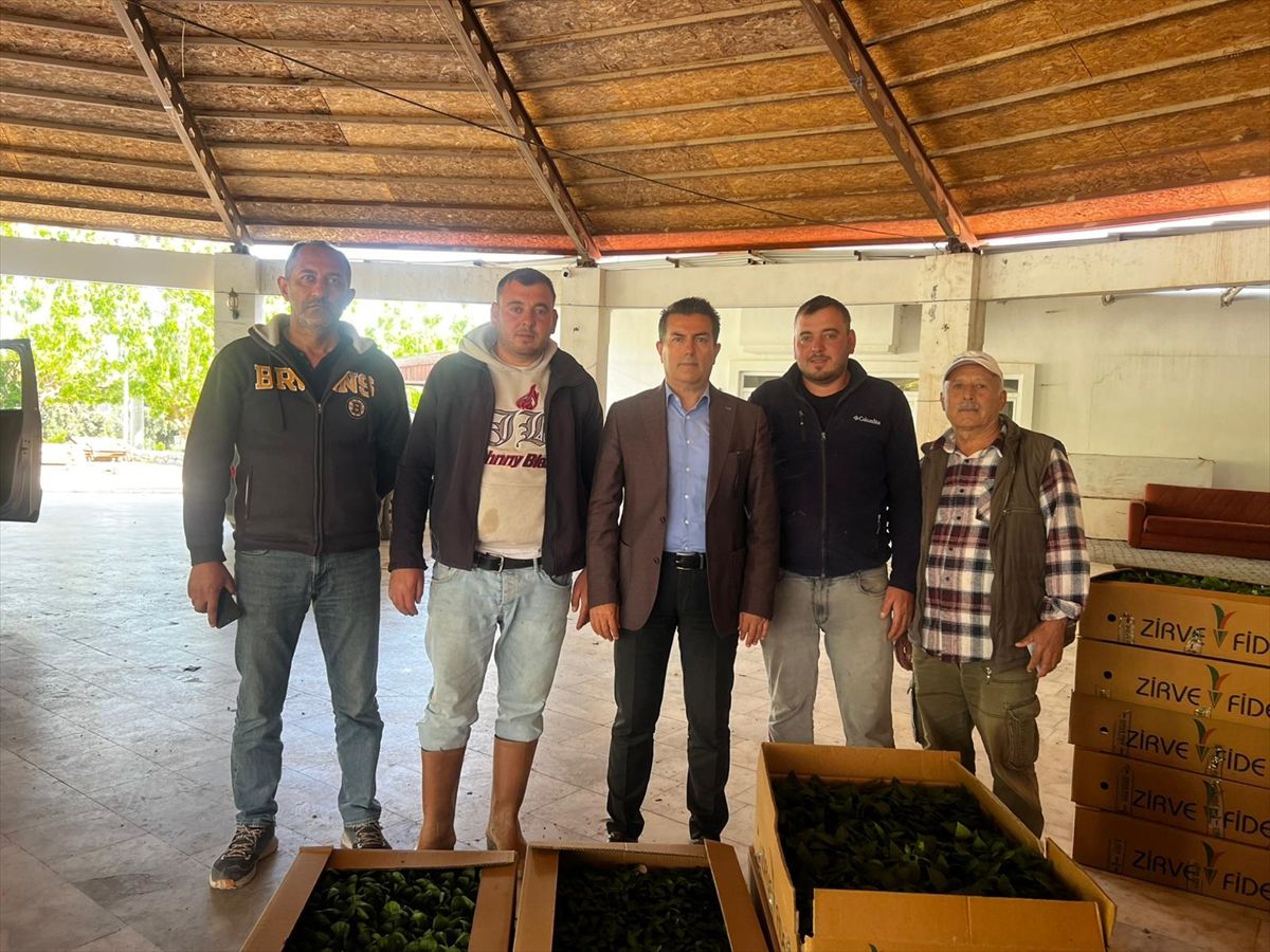Datça\'da Fideler Çiftçilere Dağıtıldı