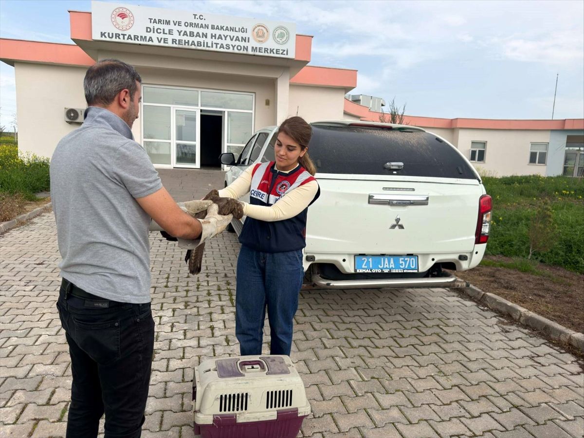 Yaralı Şahin Tedavi Altına Alındı