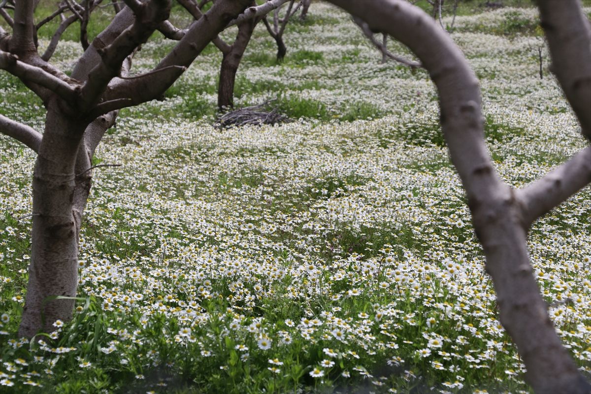 Batman’da Kır Çiçekleri Doğaya Renk Katıyor