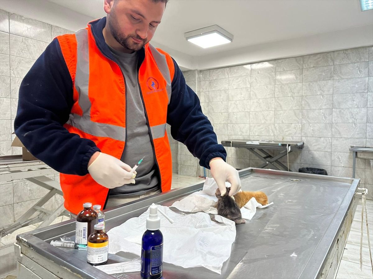 Düzce\'de İki Kedi Yavrusuna İtfaiye Kurtuluşu