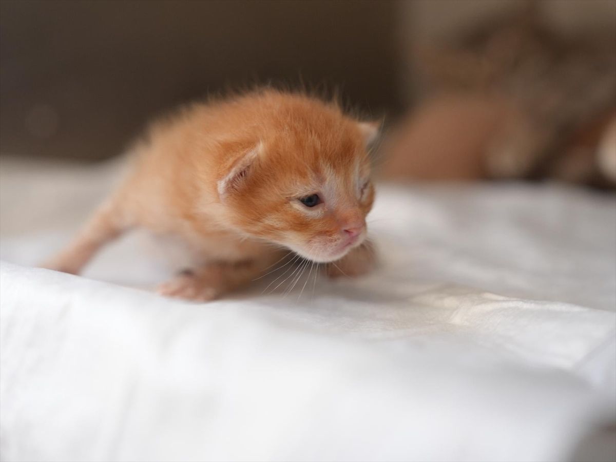 Kedi Yavruları İtfaiye Ekiplerince Kurtarıldı