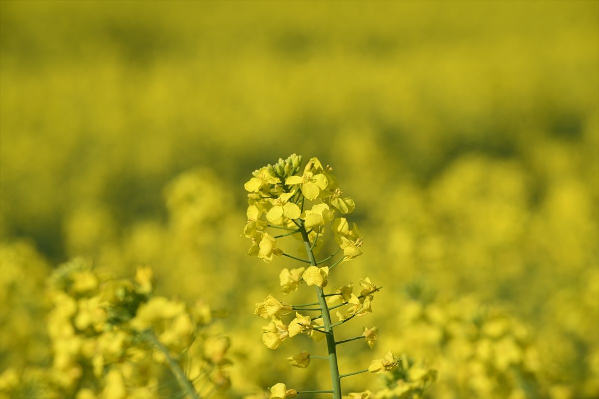 Kuraklıkta Kanola Alternatifi Artıyor