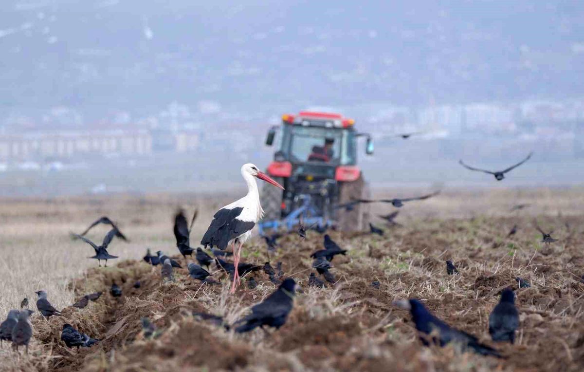 Erzincan\'da Üreticilere Zirai Don Uyarısı