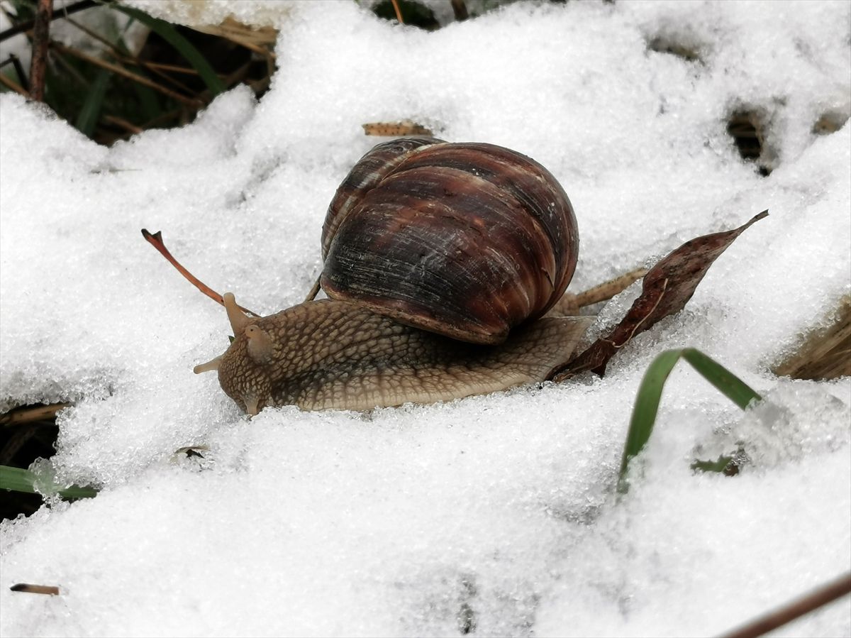 Üzümlü\'de Kar Yağışı Etkili Oldu