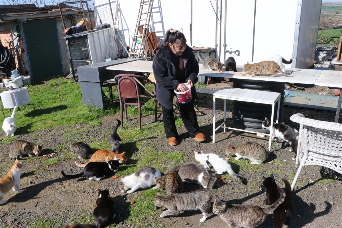 Selma Demir ve Sokak Kedilerine Şefkat