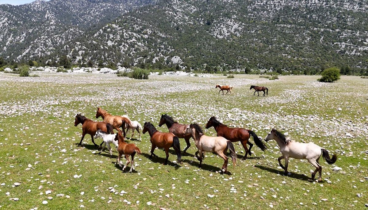 Eynif Ovası\'nda Yılkı Atları Dronla Görüntülendi