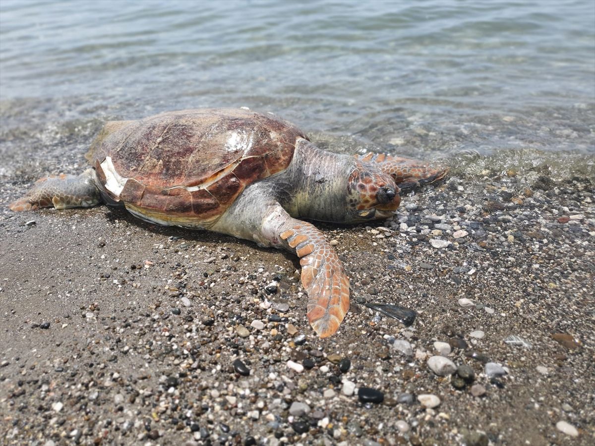 Fethiye\'de Ölü Caretta Caretta Bulundu