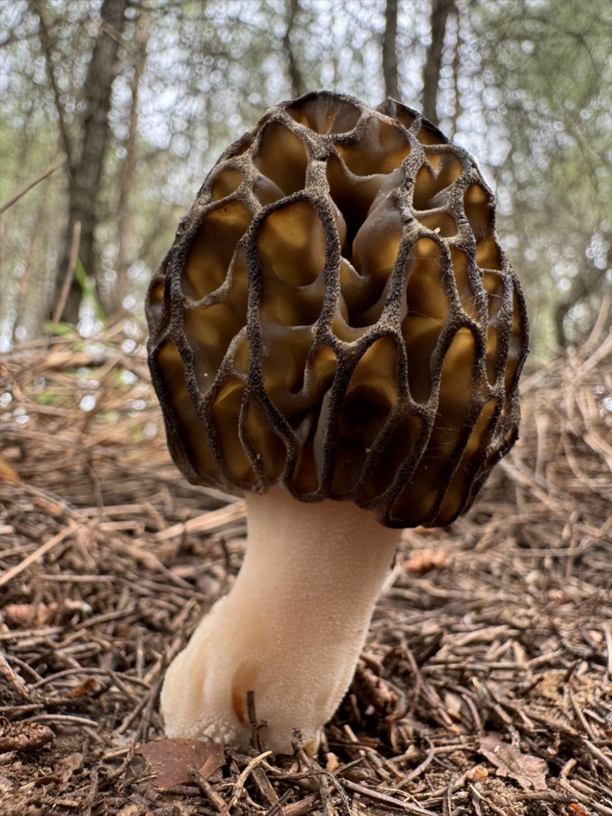 Fethiye Kuziogöbeği Mantarına Coğrafi İşaret