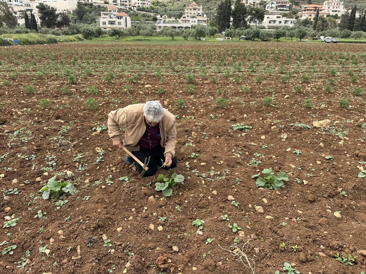 Gurbetten Dönüş: Filistinli Çiftçi Rabii\'nin Tarım Mücadelesi