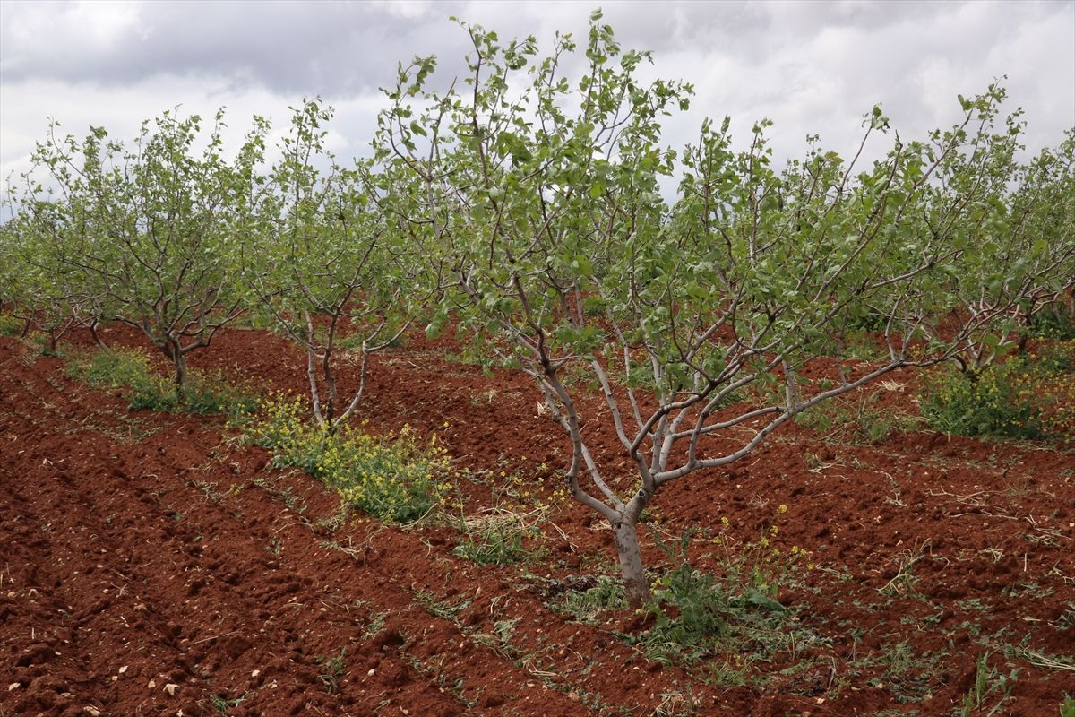 Gaziantep\'te Fırtına ve Sağanak Tarım Arazilerine Zarar Verdi