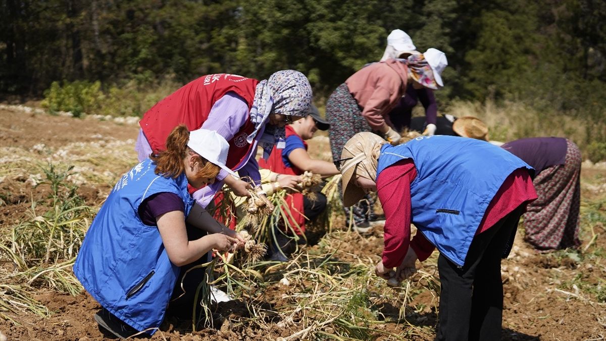 Gönüllü Hasat Etkinliği 2026 Takvimi Açıklandı