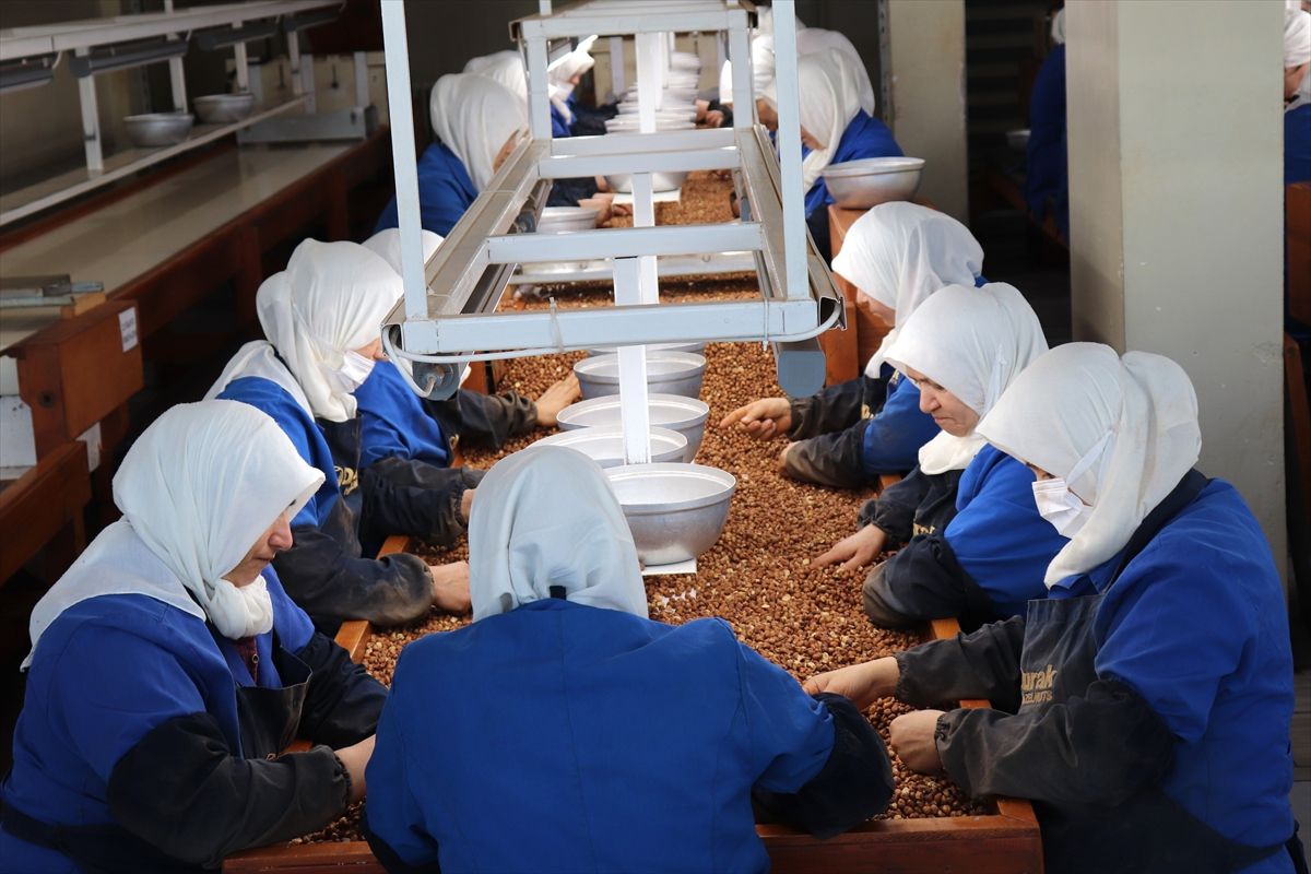 Kadınlar Fındık İhracatında Öne Çıkıyor