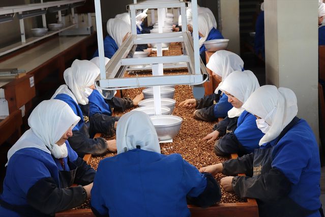 Kadınlar Fındık İhracatında Öne Çıkıyor