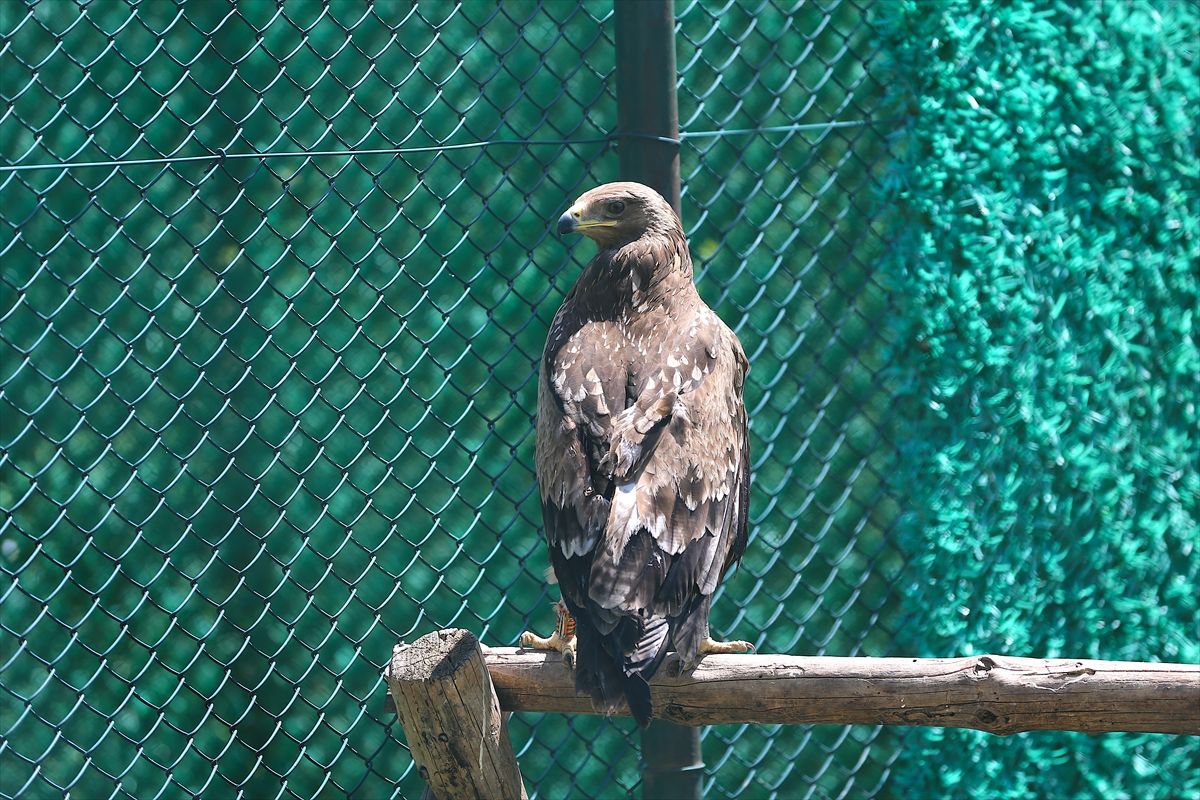 Hatay\'da Göçmen Kuşlara Rehabilitasyon