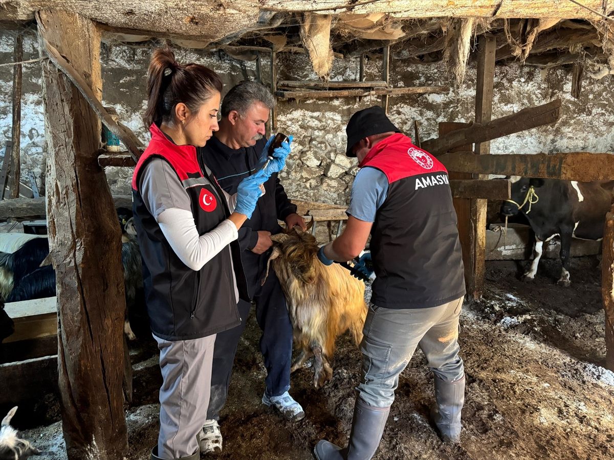 Gümüşhacıköy\'de Küçükbaş Hayvan Aşılamaları