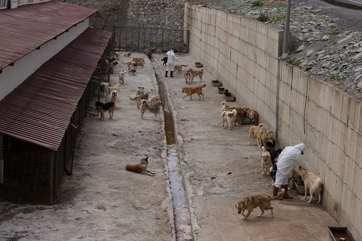 Hakkari\'de Sokak Hayvanları Koruma Merkezi
