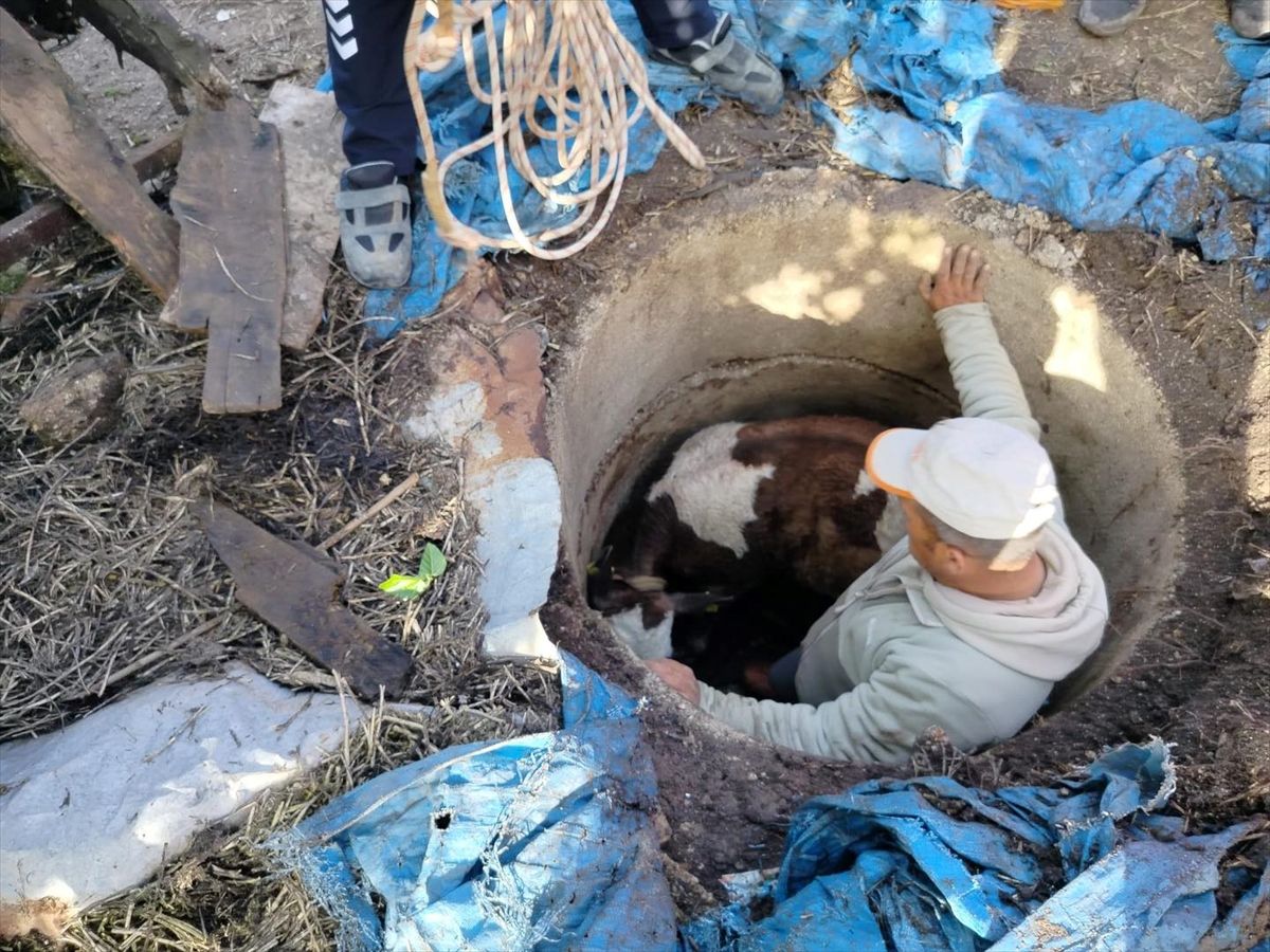 Reyhanlı\'da Buzağı Kurtarıldı