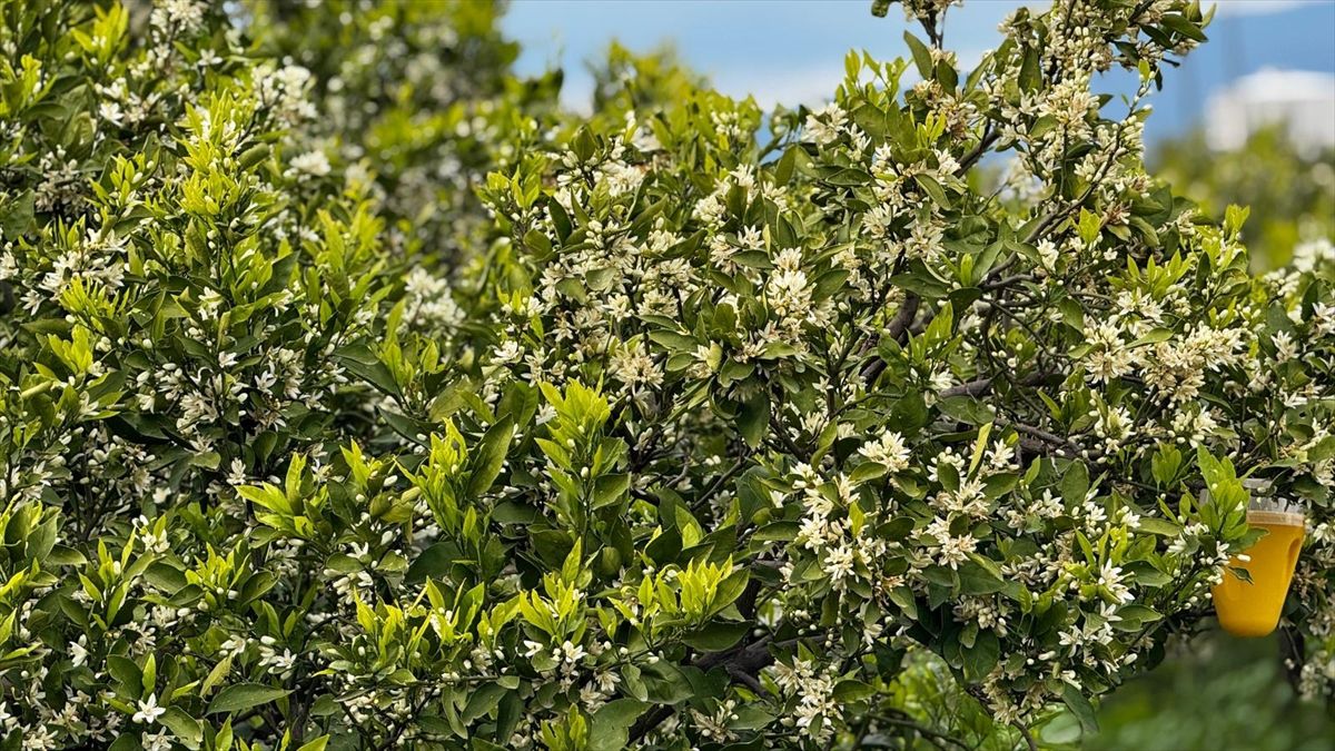 Dörtyol\'da Narenciye Ağaçları Çiçek Açı