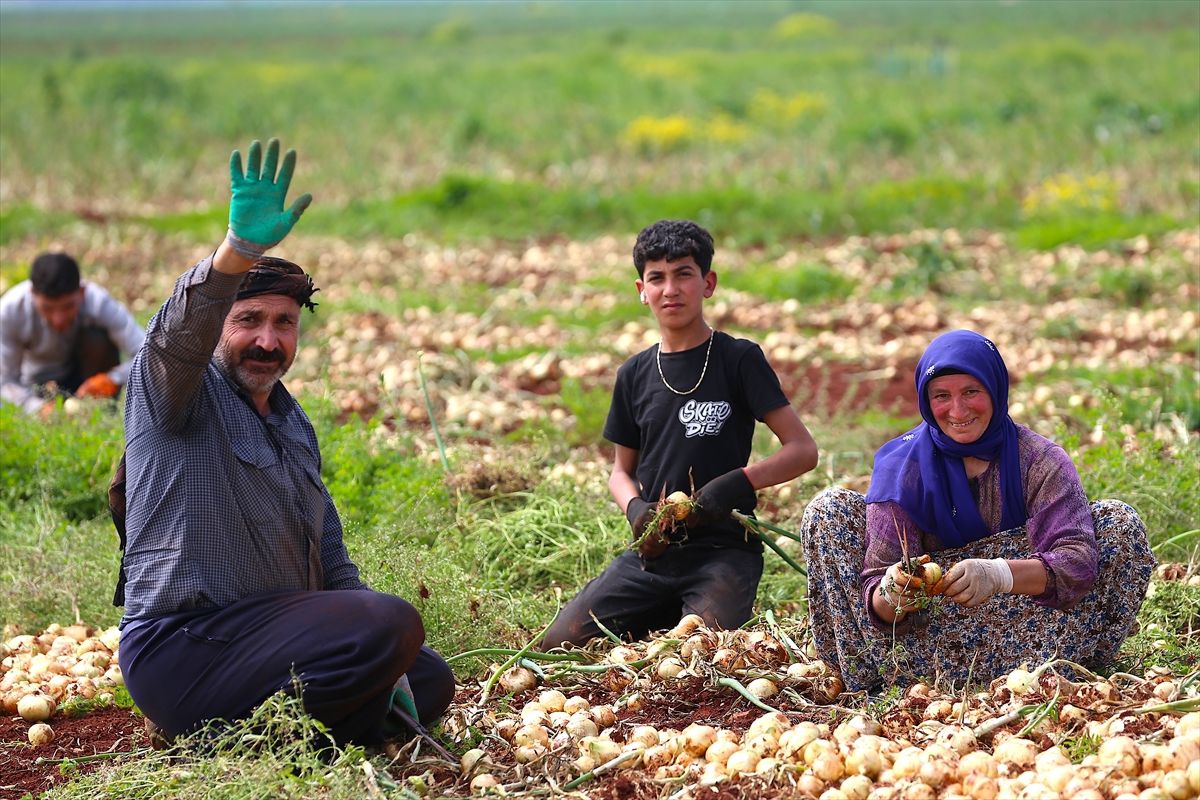 Reyhanlı\'da Turfanda Soğan Hasadı Başladı