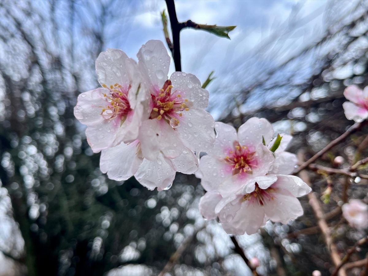 Hizan\'da Badem Ağaçları Çiçek Açtı