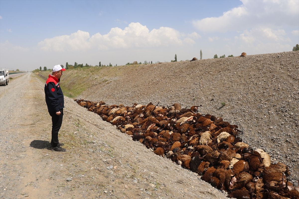 Iğdır\'da Arı Saldırısı: 400 Koyun Telef Oldu