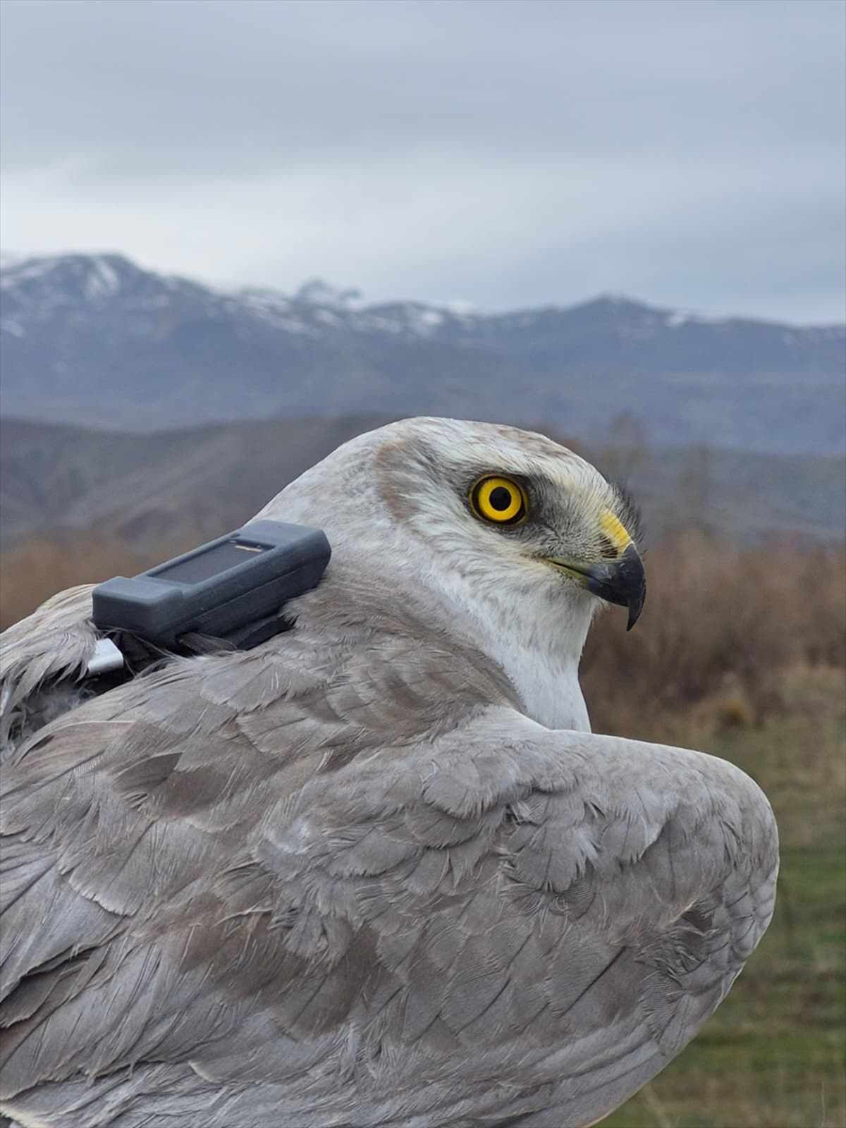 Bozkır Delicesi 4 Günde Azerbaycan\'a Uçtu