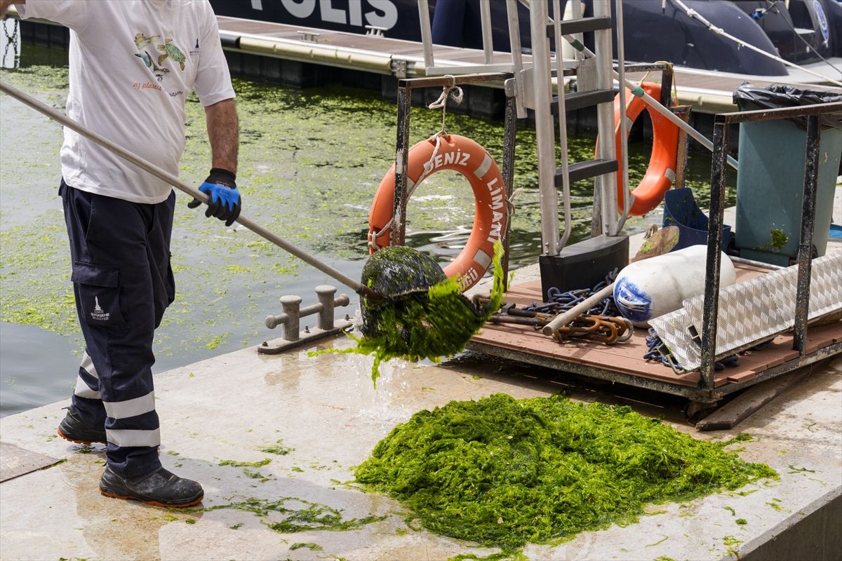 İzmir\'de Deniz Marulu Sorunu