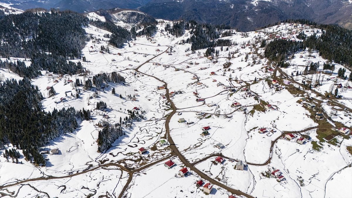Mavi Yıldız Çiçekleri Kar Altında Kaldı