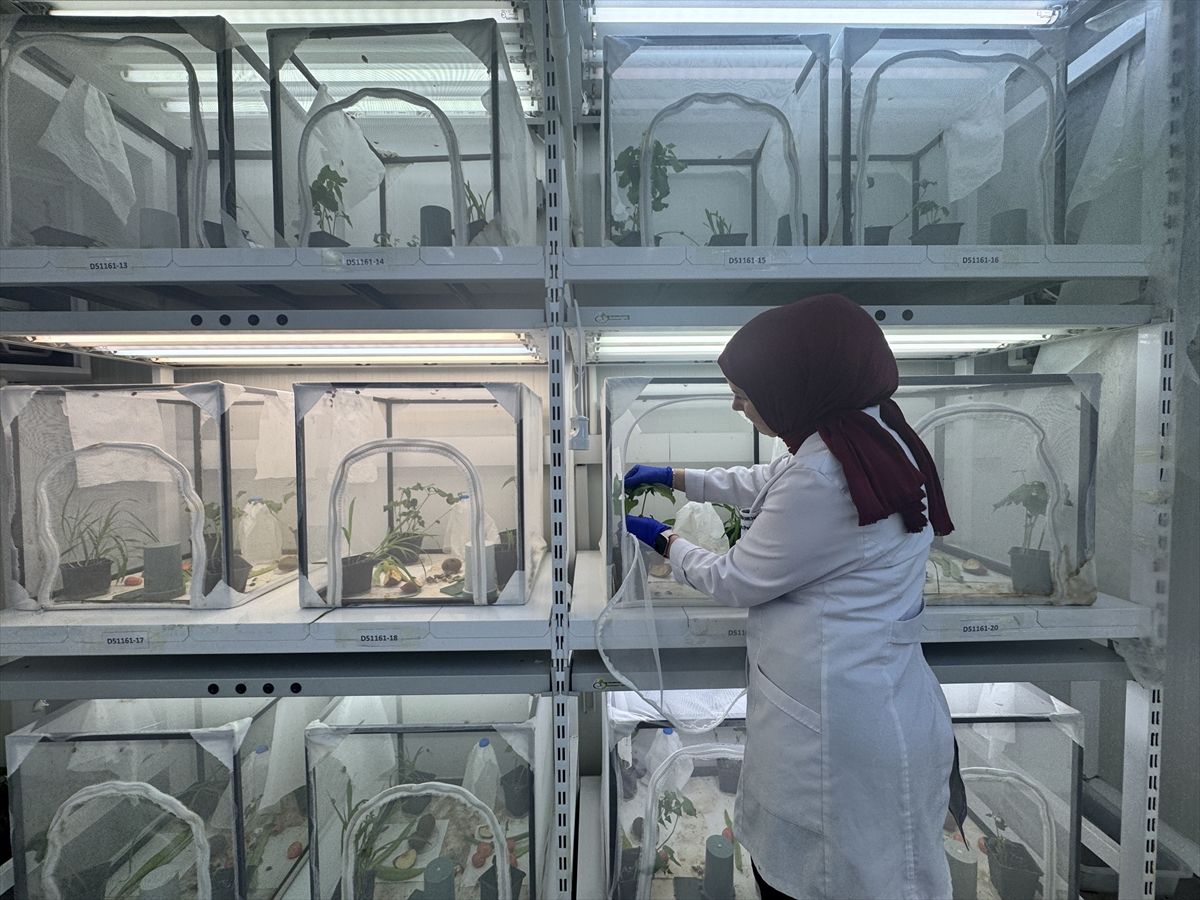 1,65 Milyon Samuray Arısı Doğaya Salınacak