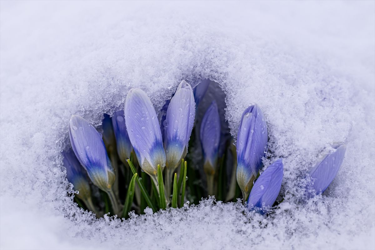 Kars\'ta Kar Çiçekleri Kar Altında Kaldı