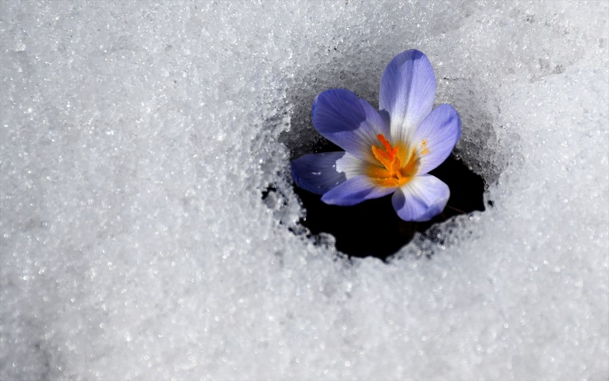 Baharın Müjdecisi Kardelenler Sarıkamış\'ta Açmaya Başladı