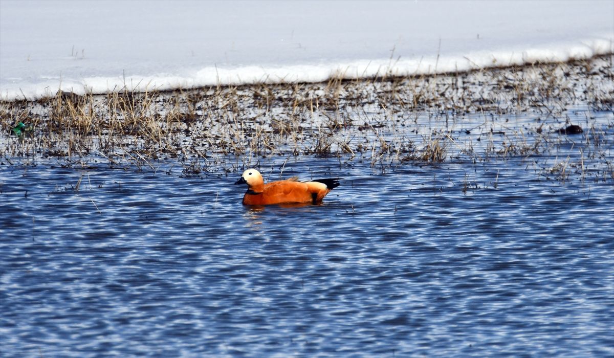 Kars\'ta Yaban Kuşları Baharı Karşıladı