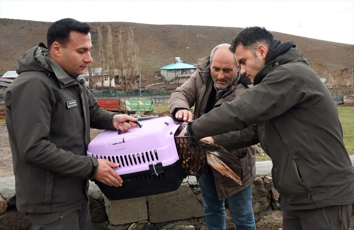 Yaralı Kızıl Şahin Tedavi Ediliyor