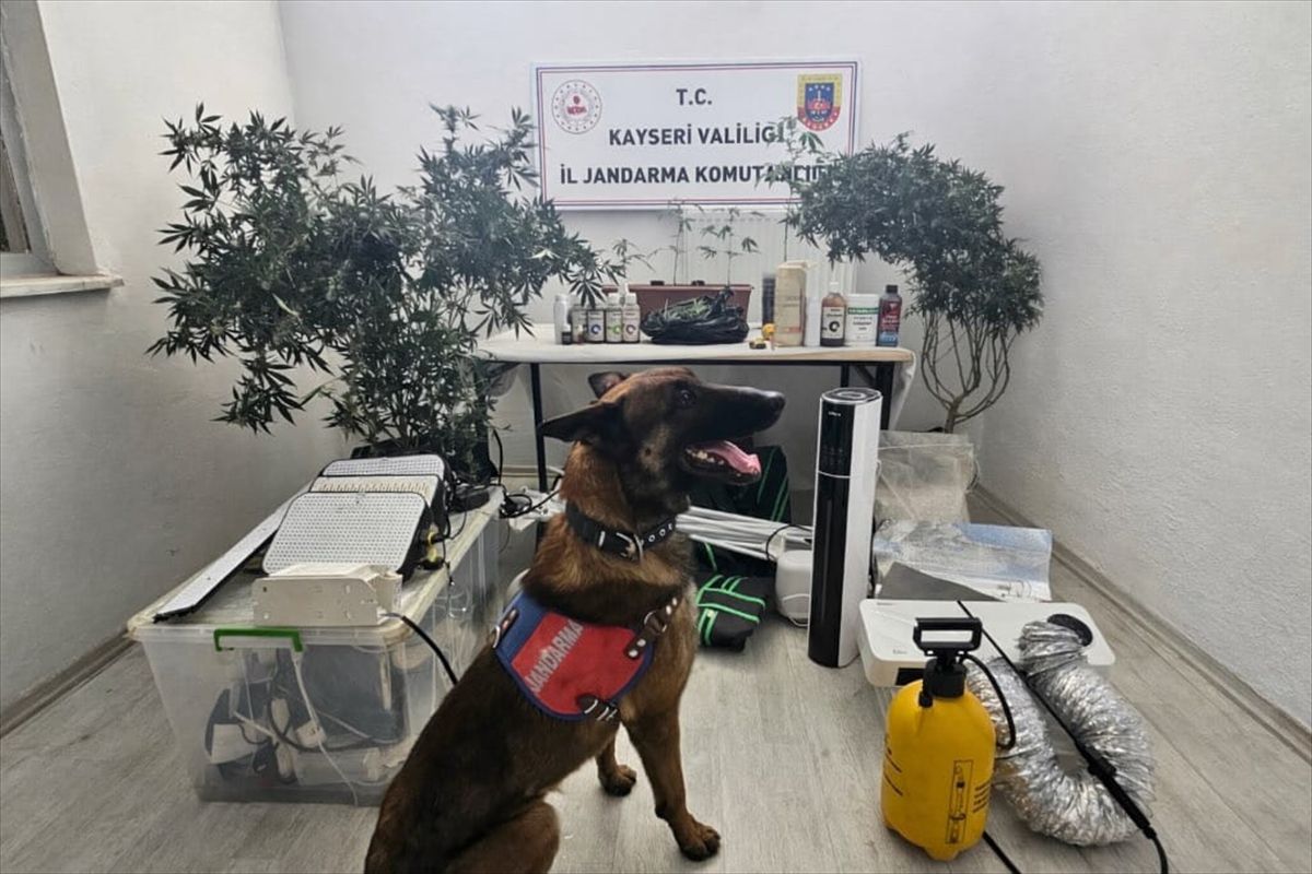 Kayseri\'de Yasa Dışı Kenevir Operasyonu
