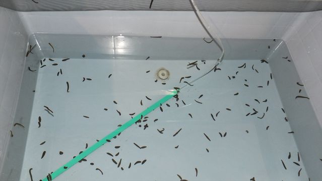 Keban’da Tıbbı Sülük Üretim Tesisi Açıldı