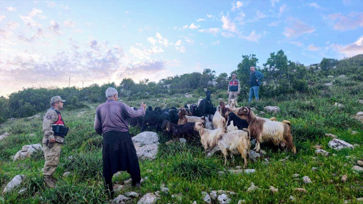 Kilis\'te Kayıp 90 Hayvan Bulundu