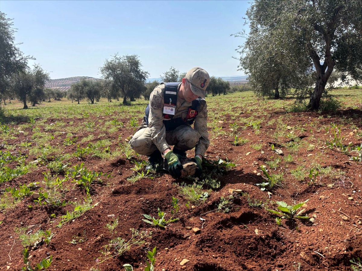 Yaralı Kızıl Şahin Koruma Altına Alındı
