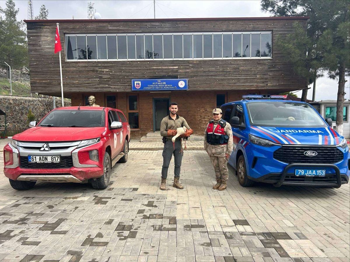 Yaralı Leylek Koruma Altında