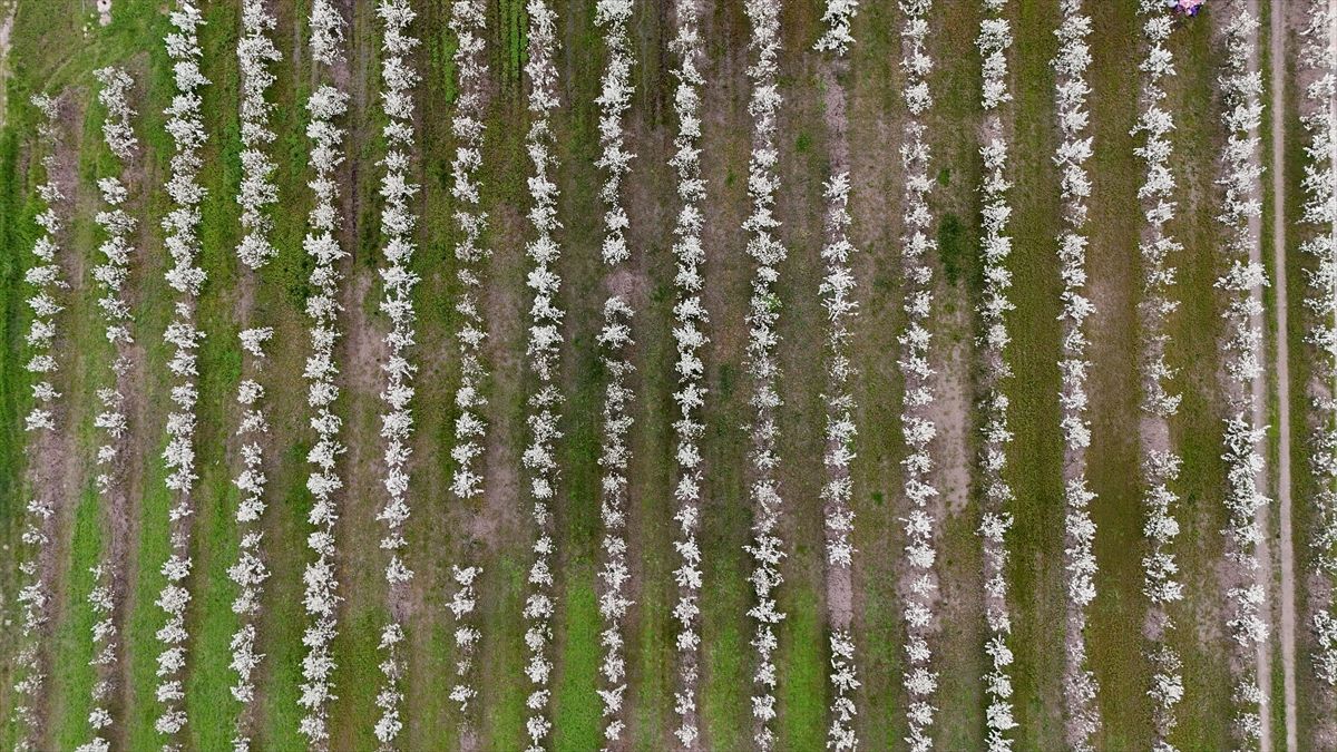 Pehlivanköy\'de Baharın Gelişi