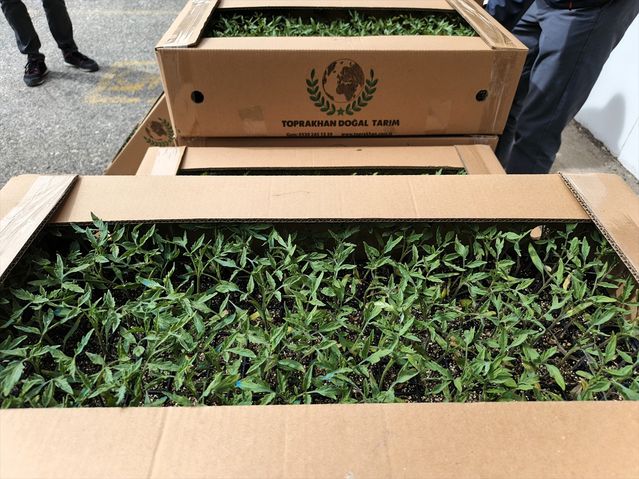 Kırklareli’nde Domates Fidesi Desteği