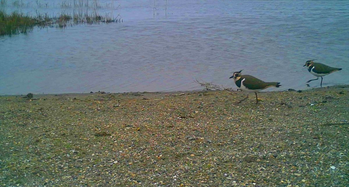 Kızılırmak Deltası\'nda Kuş Cenneti Restorasyonu