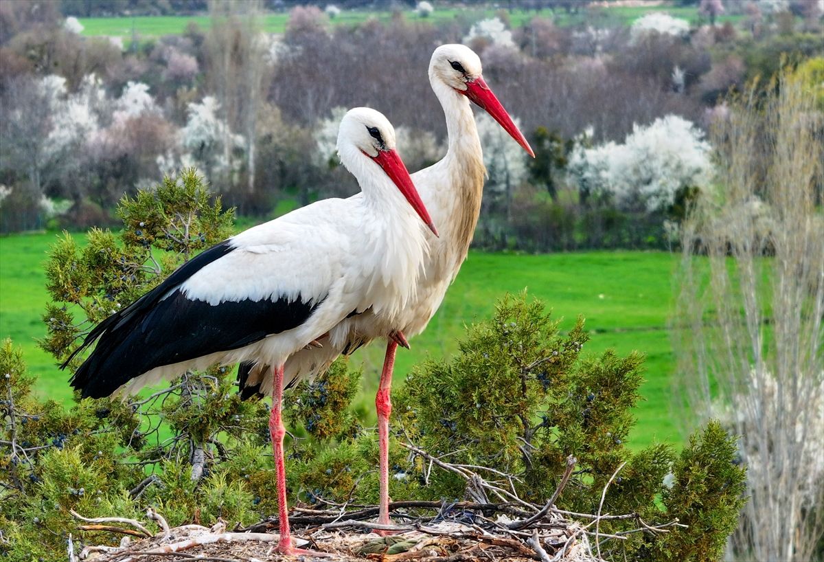 Beyşehir Leylekler Vadisi\'nde Kuluçka Heyecanı