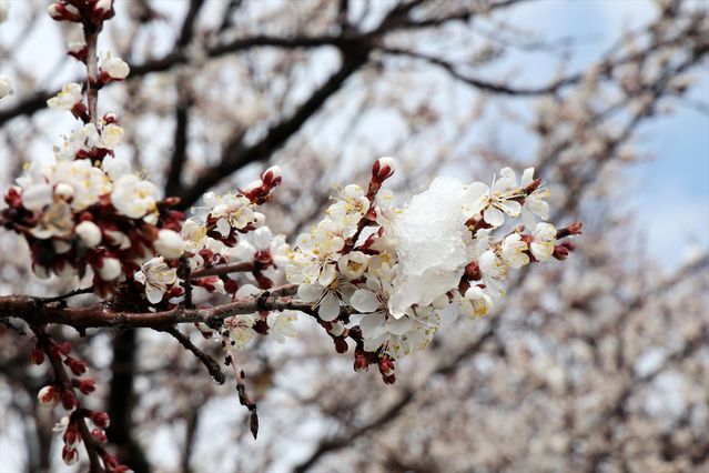 Malatya’da İlkbahar Karı