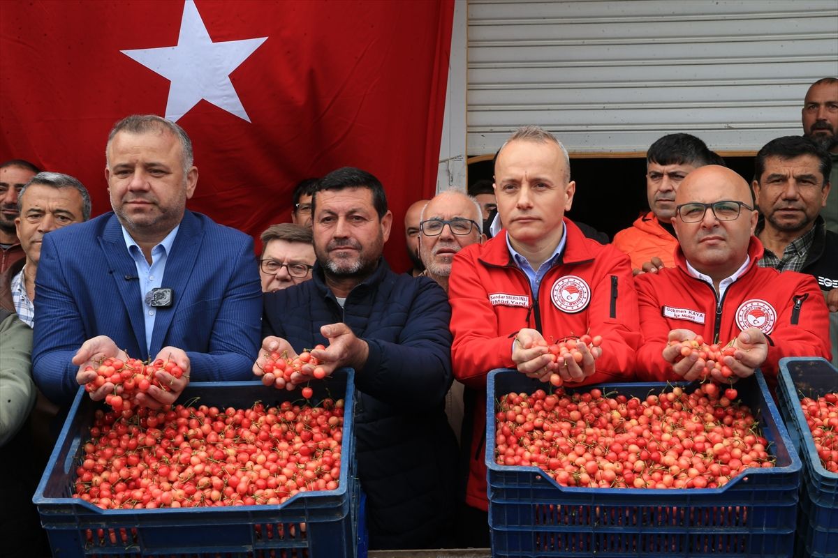 Erken Kiraz Hasadı Başladı