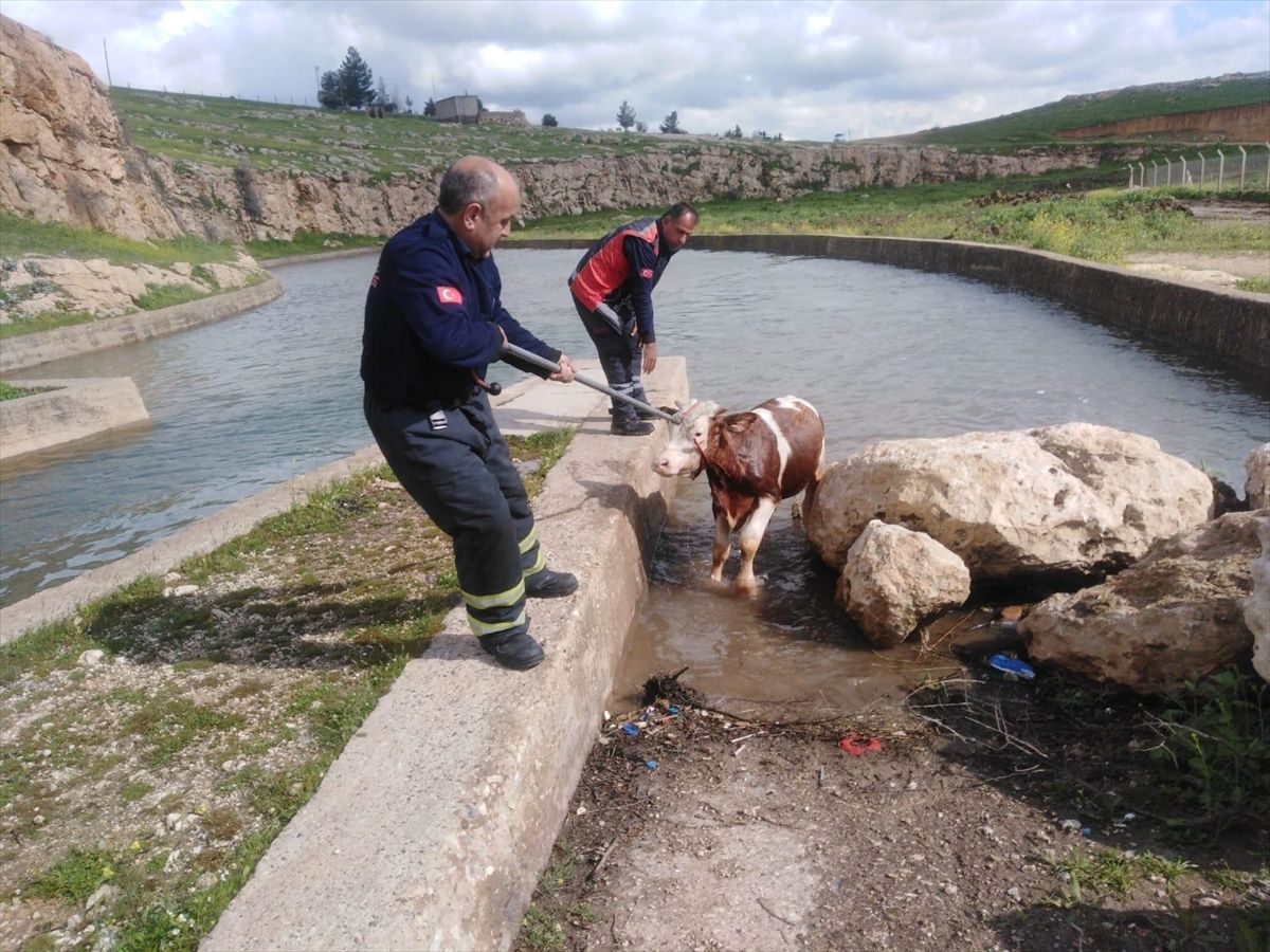 Nusaybin\'de İnek Su Kanalından Kurtarıldı